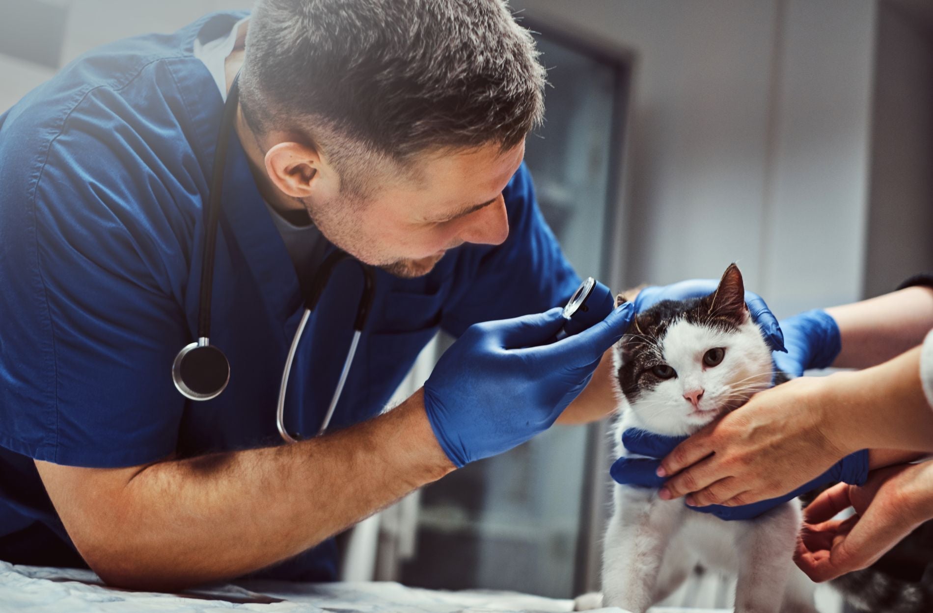 Why Veterinarians Should Invest In Ergonomic Saddle Chairs For Long Procedures
