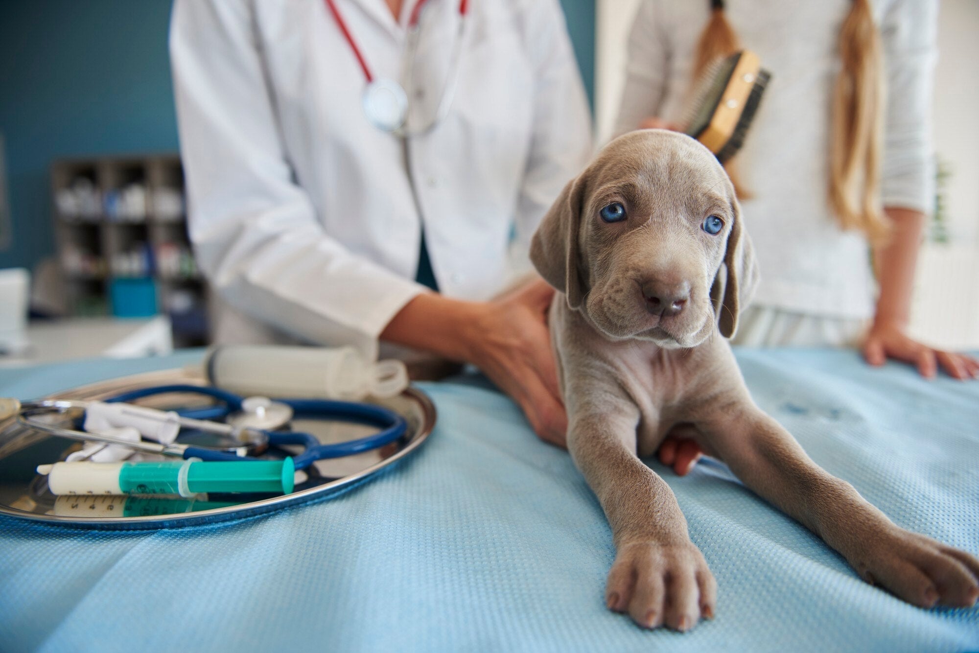 veterinary surgery